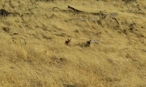 Foxes - a few more tips on calling them in...