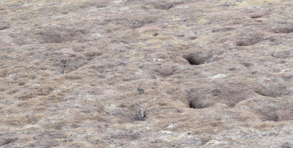 Rabbits- hone your hunting craft for bigger game...