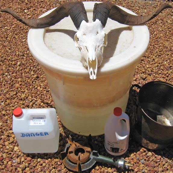 DIY European Skull Mounts?