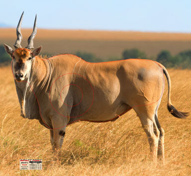 African Safari