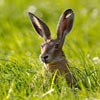 Roger came into the store and said he saw a Hare...