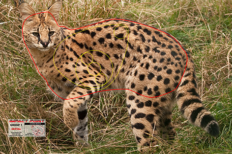 Group 1 Serval 450x300 - African Safari Tournament Set