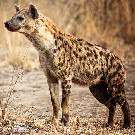 Group 2 Spotted Hyena 700 x 700mm - African Safari Tournament Set