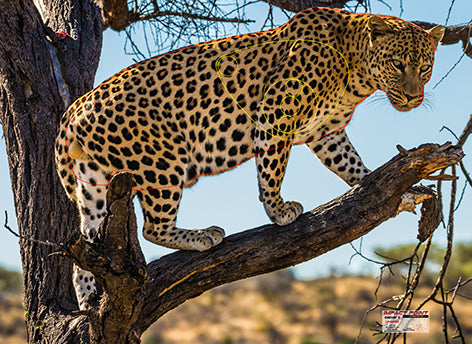 Group 3 Leopard 1100x800mm - African Safari Tournament Set