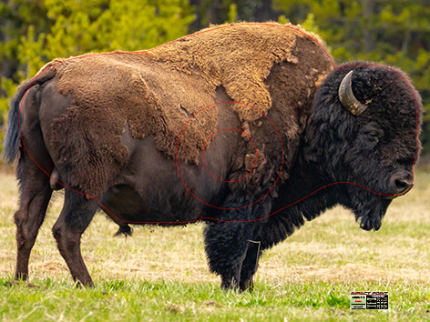 Group 5 Bison 1200x1000mm - North American Set – Impact Point Archery