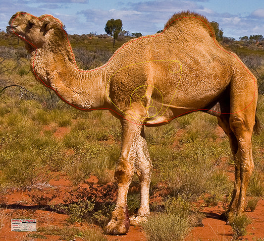 Group 5 Camel 1200x1095mm - Australian Feral Tournament Set