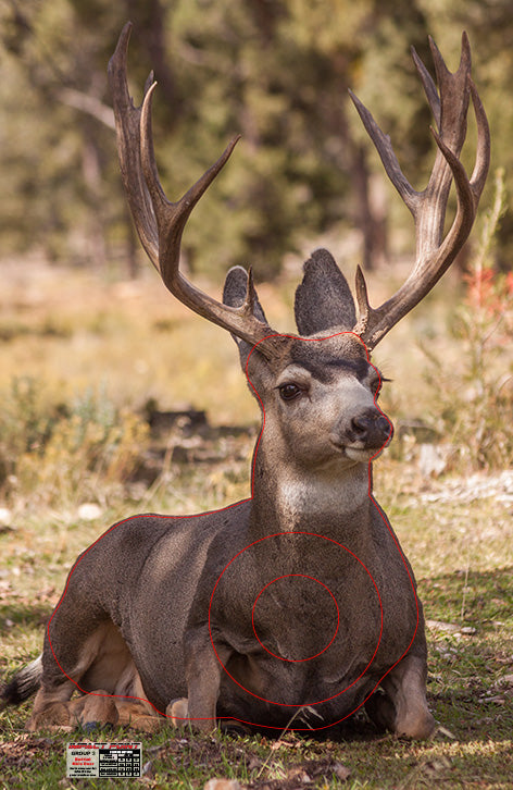 Group 3 Bedded Mule Deer 1000x650mm - North American Set