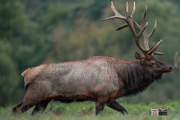 4 Point Elk Group 4 Bull Elk 1200x800mm - North American Set – Impact Point Archery