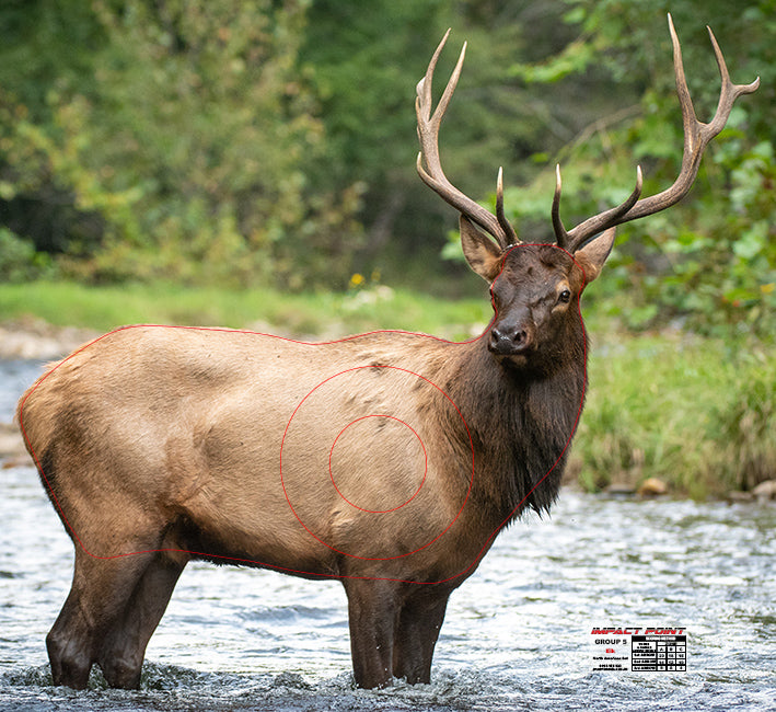 4 Point Elk Group 5 Elk 1200x1100mm - North American Set – Impact Point Archery