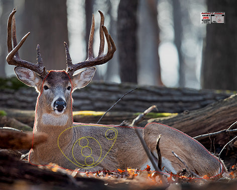 Group 3 Bedded White Tail 1000 x 800mm - North American Tournament Set