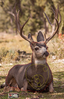 Group 3 Bedded Mule Deer 1000x650mm - North American Tournament Set