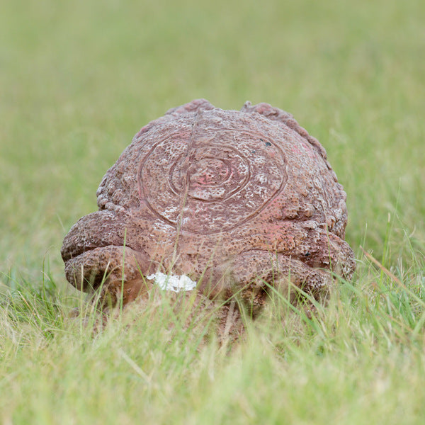 Wildcrete 3D Target - Cane Toad