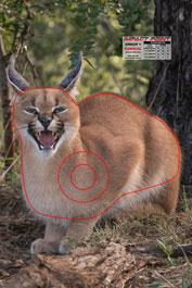 Group 1 Caracal 300x450mm - African Safari Set