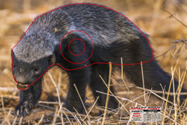 Group 1 Honey Badger 450x300mm - African Safari Set