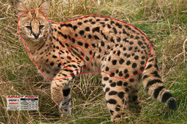 Group 1 Serval 450x300 - African Safari Set
