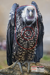 Group 1 Vulture 450x300 - African Safari Set