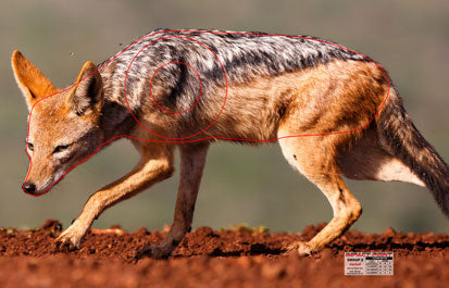 Group 2 Jackal 700 x 450mm - African Safari Set