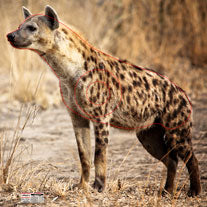 Group 2 Spotted Hyena 700 x 700mm - African Safari Set