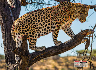 Group 3 Leopard 1100x800mm - African Safari Set