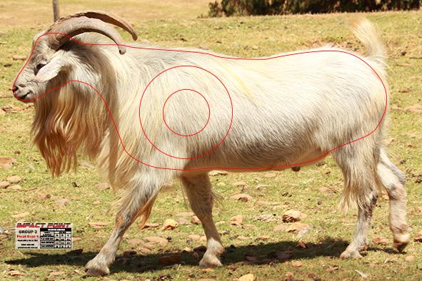 Group 2 Feral Goat 1 720x480mm - Australian Feral Set