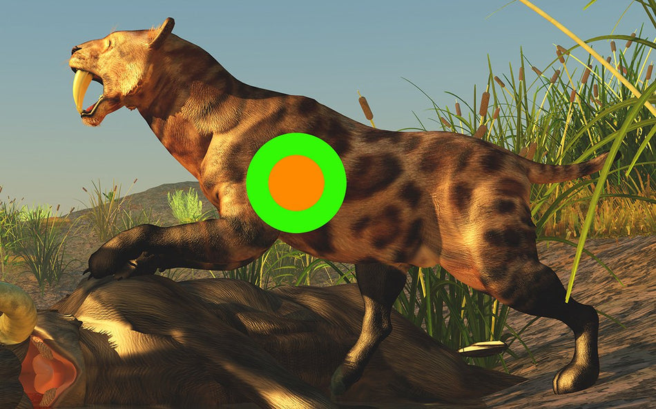 Sabre Tooth 1050 x 655 Fun Shoot Target