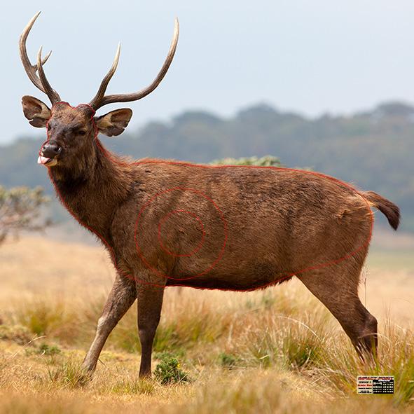 Group 3 Feral Sambar Deer 1000x1000mm - Australian Feral Set